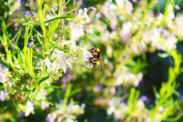 Guêpe dans la nature. Jardin et insectes