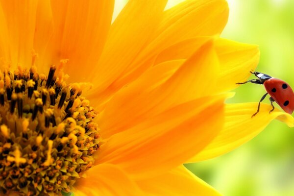 Ladybug on a calendula flower