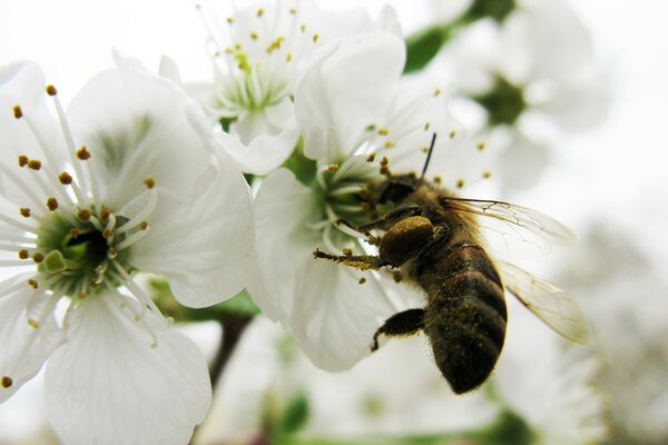 Descansando sobre una flor blanca de la naturaleza