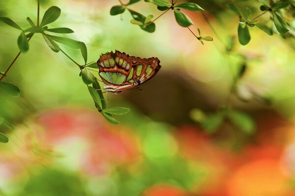 Butterfly on a branch in the summer garden