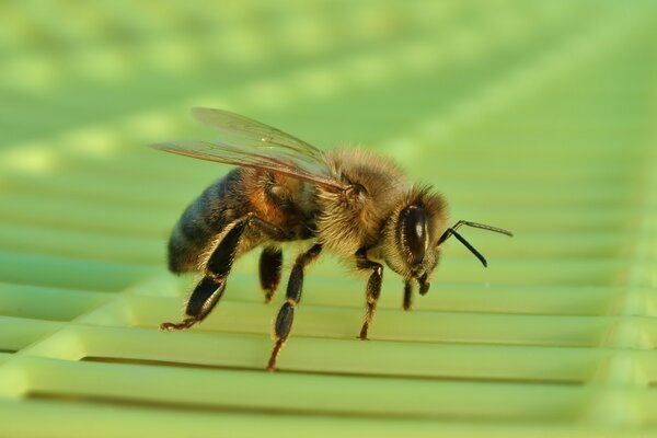 The bee sat down on the green lattice