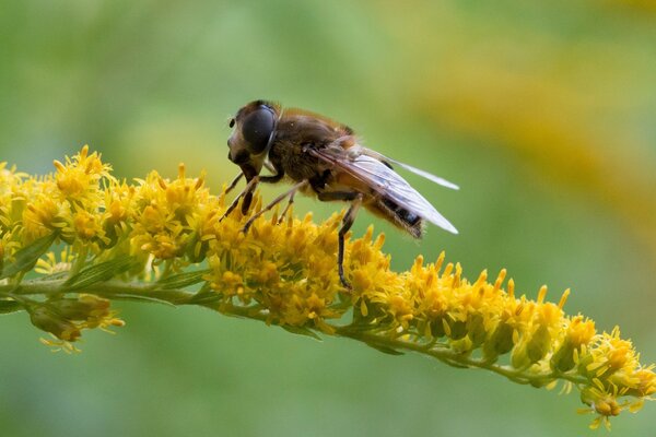 La abeja en una hoja amarilla en la naturaleza a menudo se ve