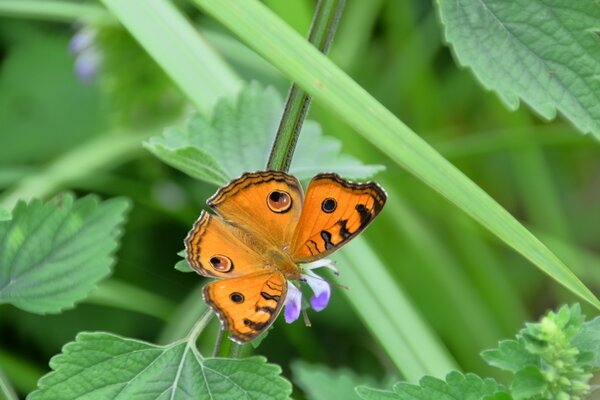 Rotäugiger natürlicher Schmetterling