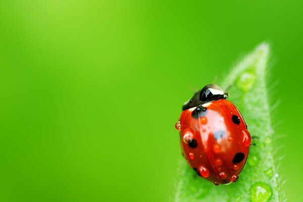 Ladybug nature beetle