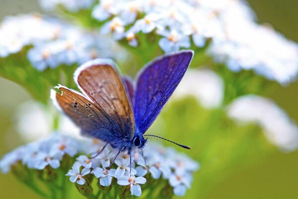 Schmetterling auf Blume mit unscharfen Hintergründen