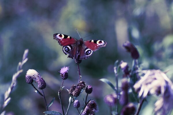 Borboleta na flor fundo roxo