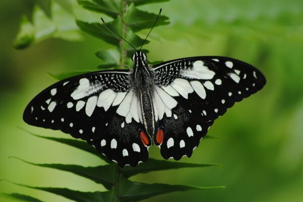 Schwarzer und weißer Schmetterling mit Mündern auf einer Blume