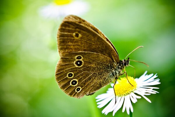 Mariposa sobre una flor sobre un fondo verde