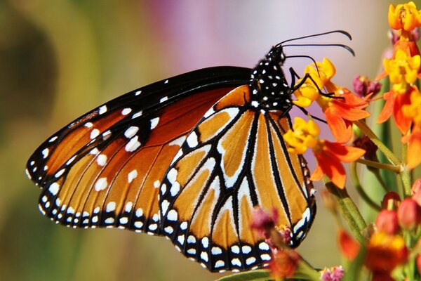 La mariposa recoge el néctar de la flor