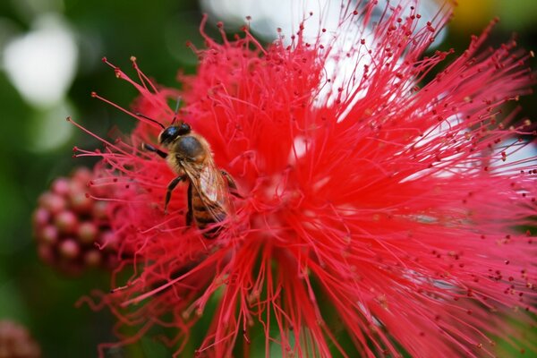 A bee is sitting on a red flower