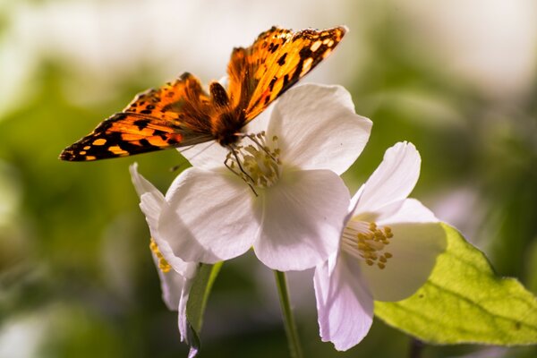 Ein Schmetterling setzte sich auf eine Blume, um Nektar zu essen