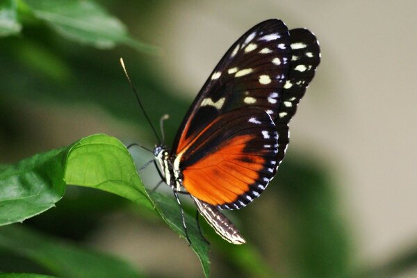 The nature of butterflies is when a man talks about his wife