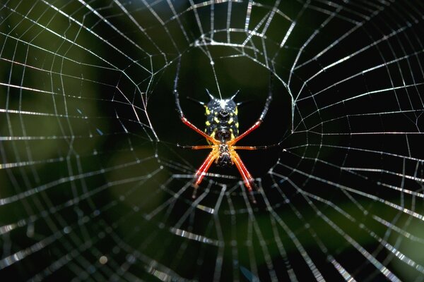 A spider is sitting on a web