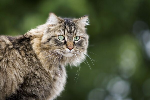 Flauschige Katze auf grünem Hintergrund