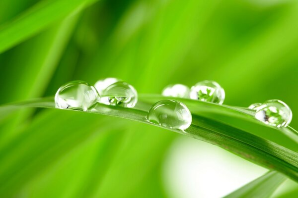 Hierba verde rocío hierba verde gotas de agua