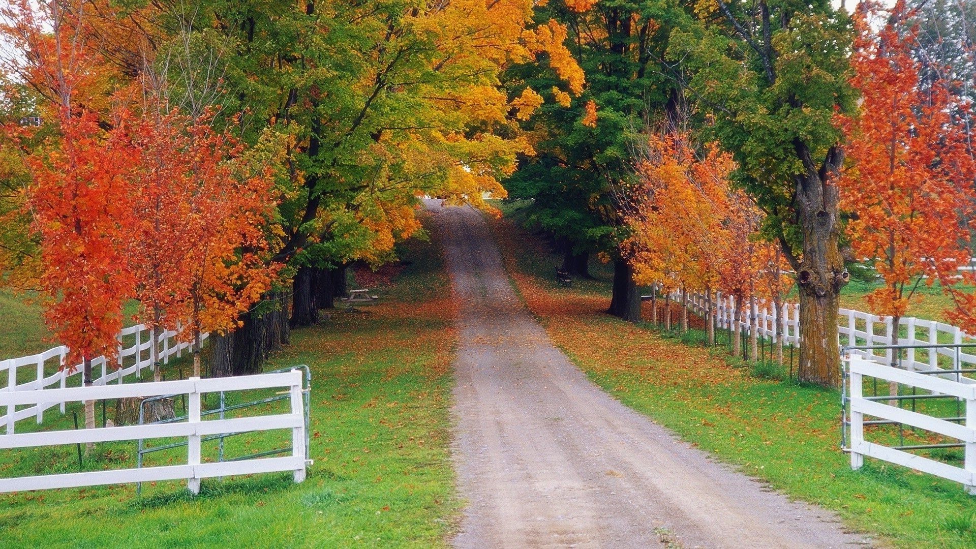 autumn fall leaf tree wood landscape nature maple outdoors season park scenic bench countryside placid road guidance rural bright daylight