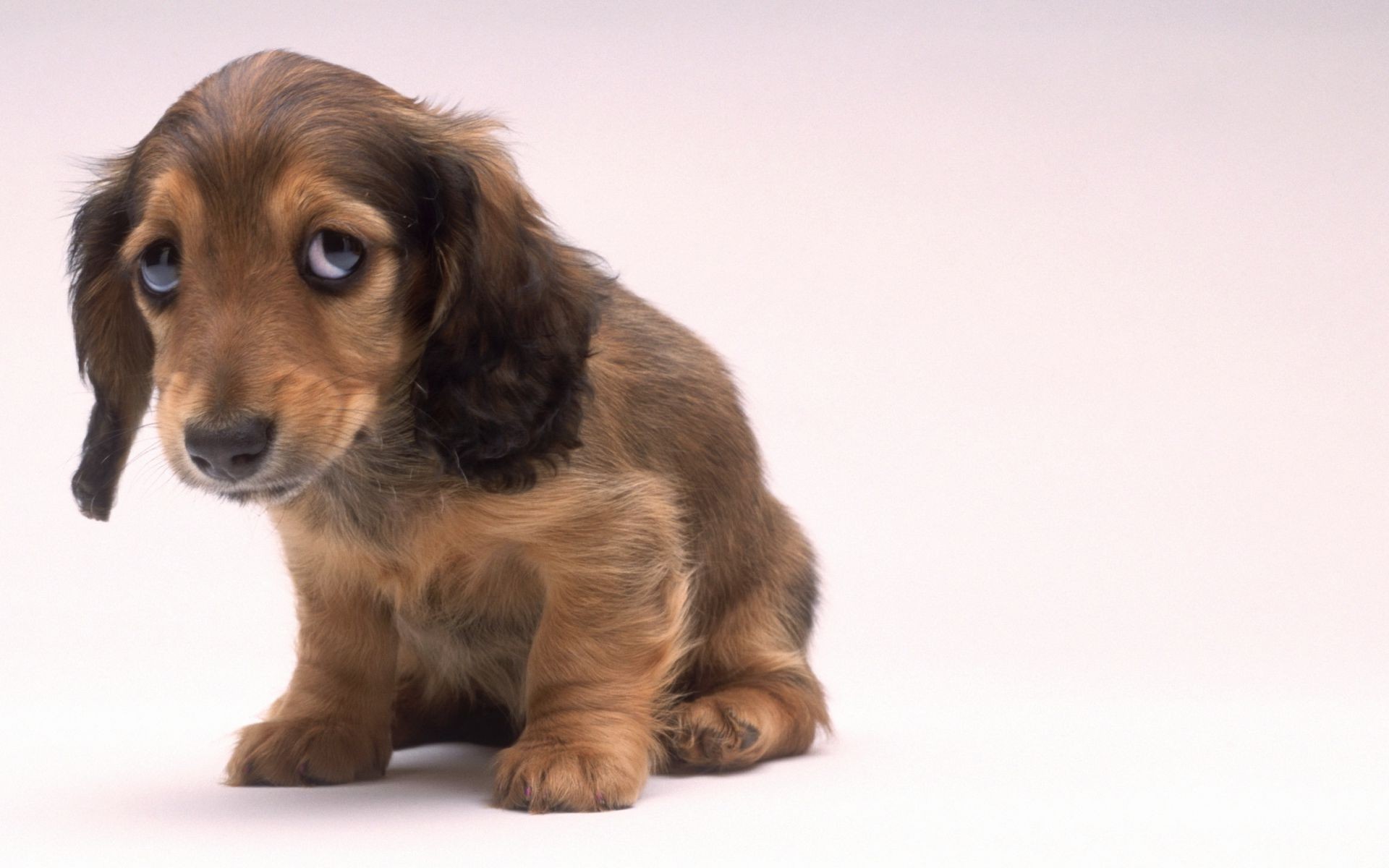 hunde hund niedlich haustier säugetier hundeführer welpe tier studio wenig porträt reinrassig ansicht rasse abstammung inländische sitzen pelz