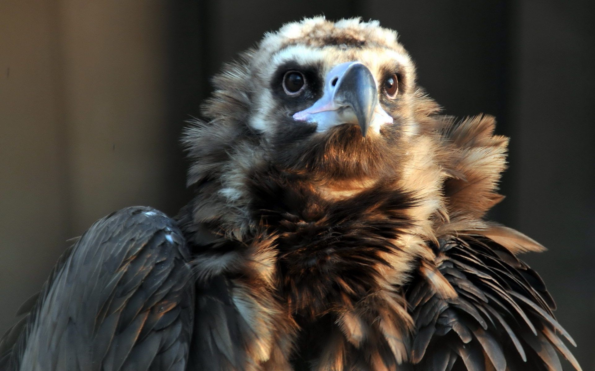 hayvanlar raptor kuş kartal av şahin yaban hayatı portre akbaba tüy hayvan hayvanat bahçesi göz gaga yırtıcı hayvan şahin kel şahin doğa görkemli