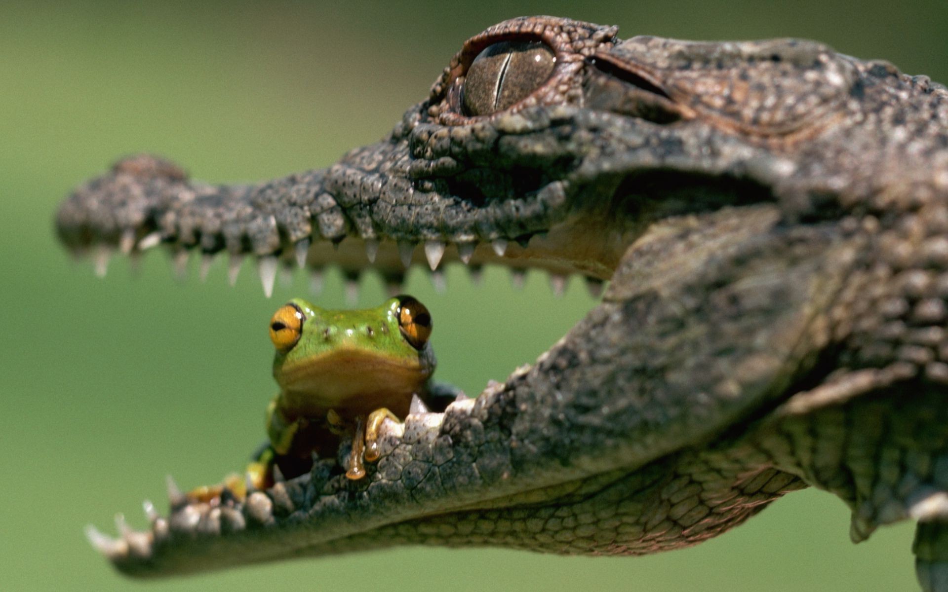 animales vida silvestre animal naturaleza pájaro salvaje gazoo depredador al aire libre