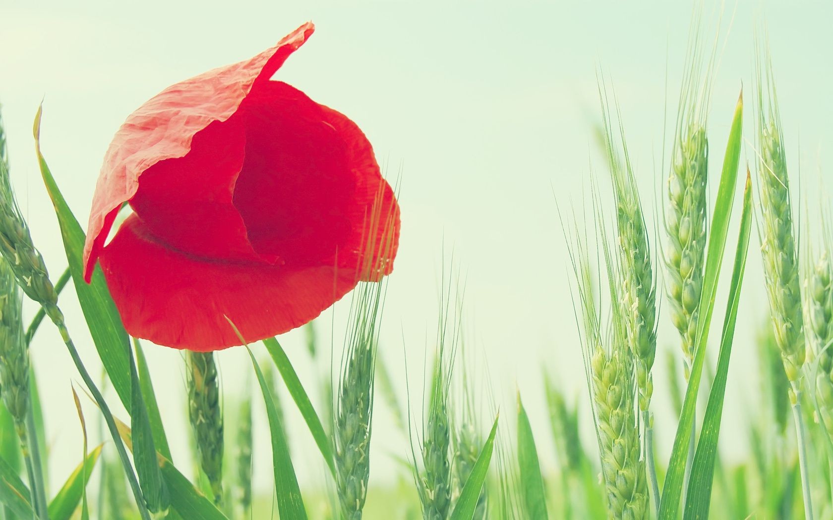 çiçekler doğa yaz alan çimen flora büyüme kırsal çiçek yaprak güneş parlak saman güzel hava sezon bahçe