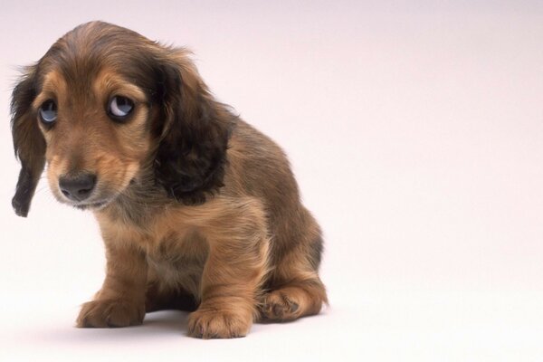 Sad dog on a monochrome background