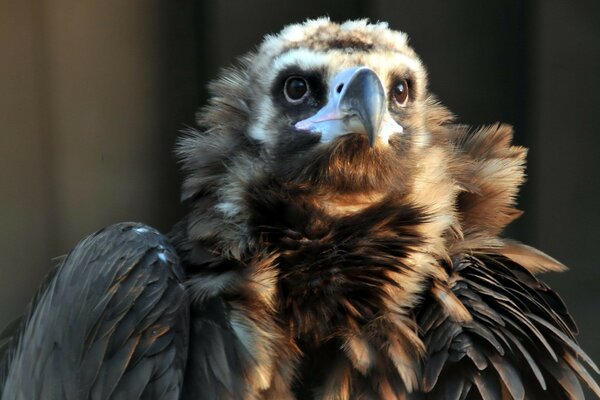 El pájaro vigila con atención a su presa