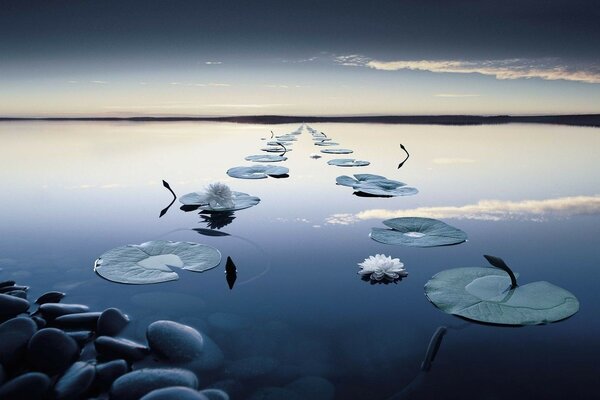 La route des Lotus au ciel