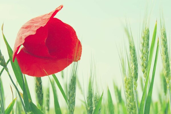 Papavero scarlatto tra un campo di spighette