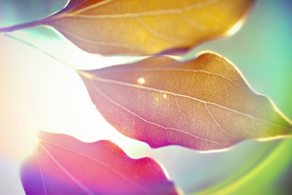 Macro photography yellow leaves sun