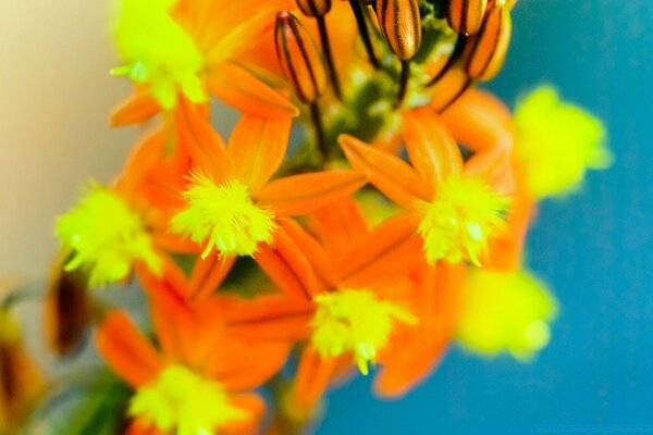 Gelbe Blumen auf blauem Hintergrund