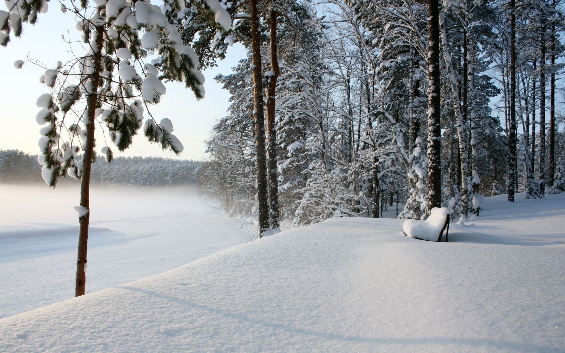 winter snow tree frost cold wood frozen landscape weather ice scenic season snowstorm snowy branch snow-white frosty snowdrift evergreen