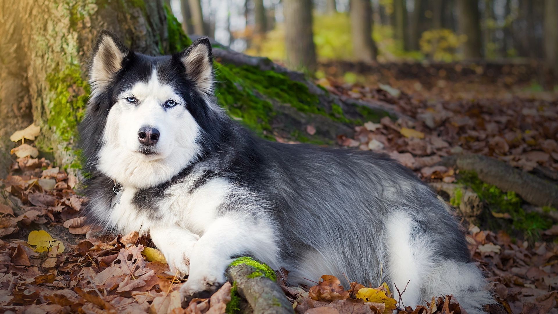 hunde hund säugetier natur niedlich hundespezialist porträt im freien tier herbst holz haustier wolf fell