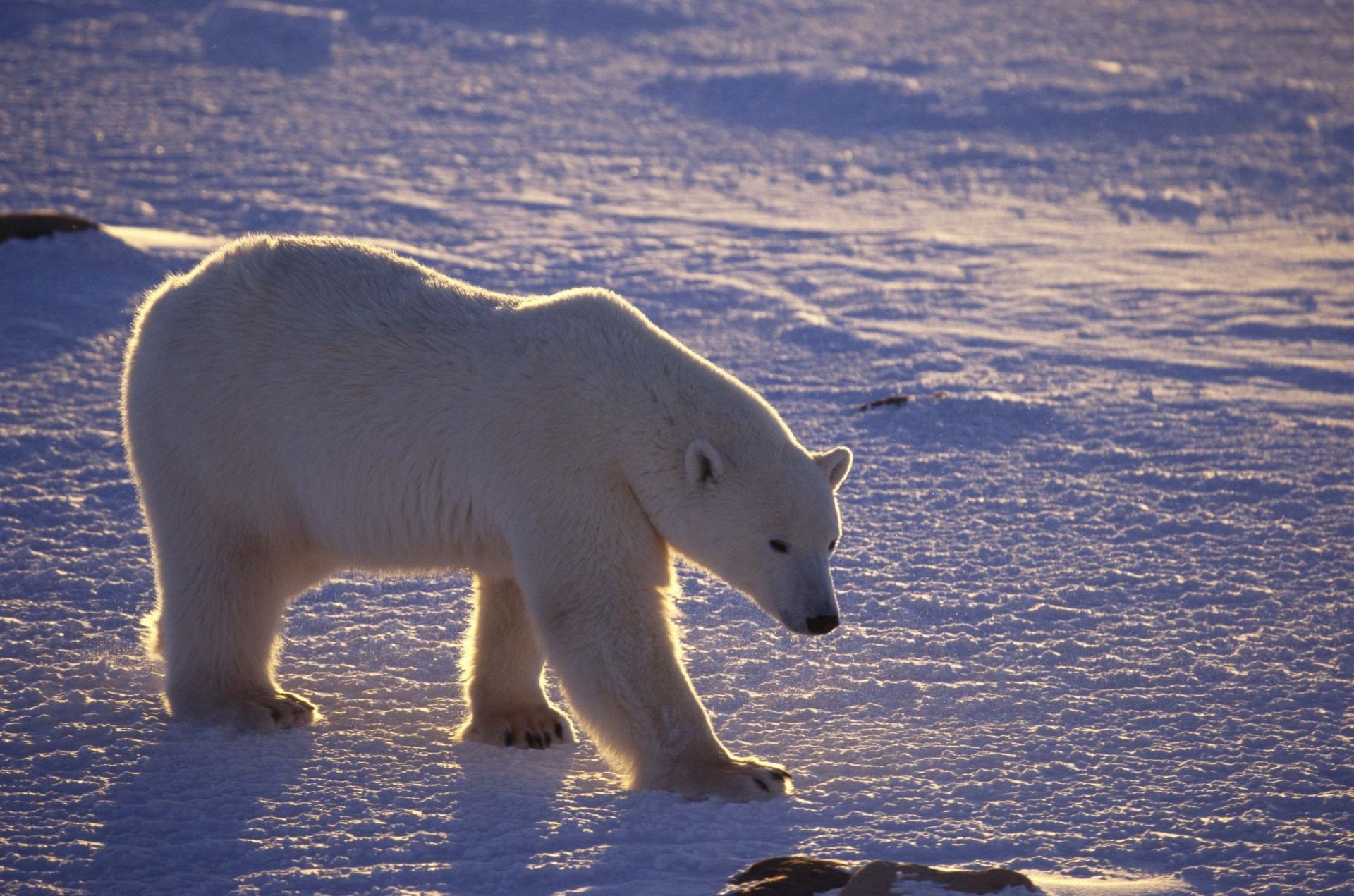 orsi neve gelido inverno acqua mammifero ghiaccio fauna selvatica freddo all aperto singolo