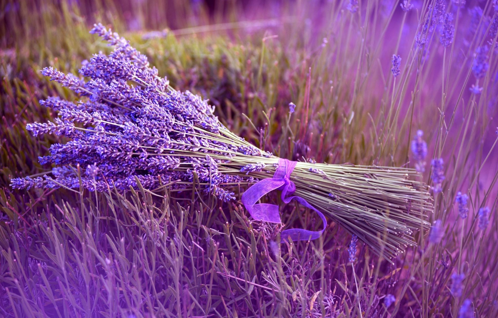 bukiet kwiatów natura lawenda flora kwiat kolor perfumy