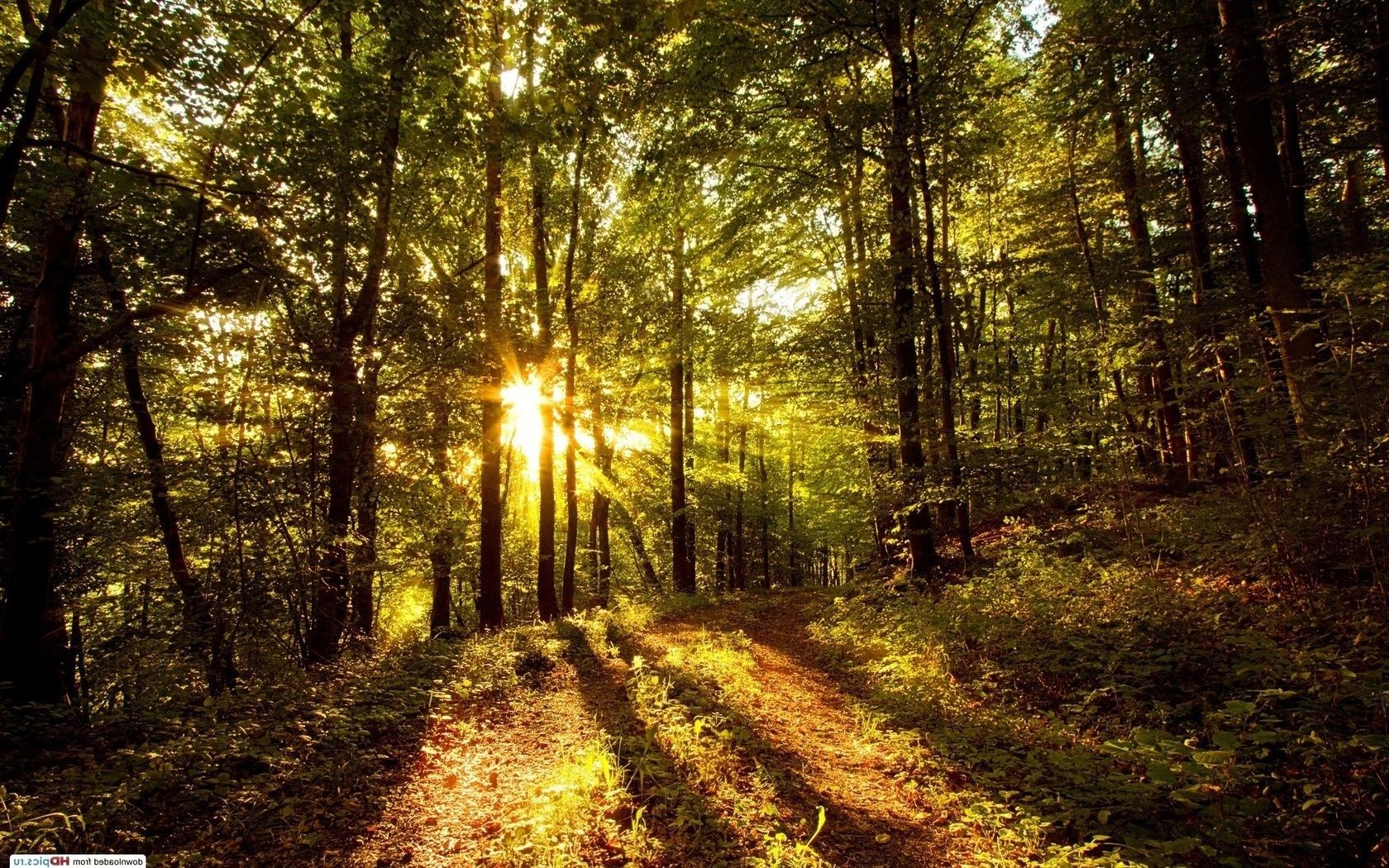 forest wood tree landscape nature park road light dawn sun leaf environment fair weather guidance fall fog mist footpath season scenic outdoors