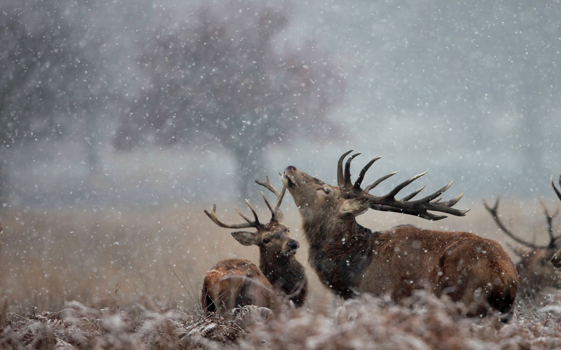 cervi fauna selvatica all aperto natura inverno mammifero