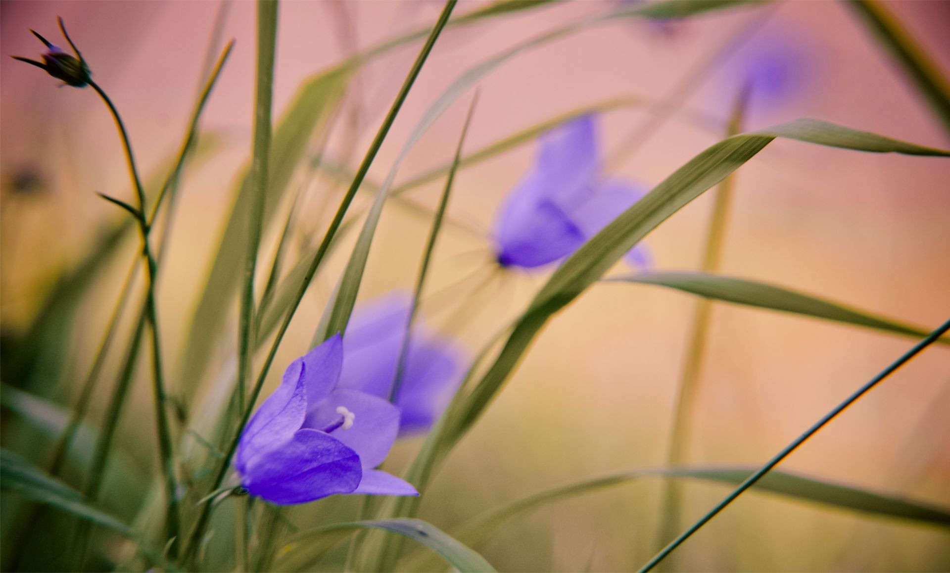 blumen natur blume flora gras blatt sommer schließen garten feld farbe wachstum im freien unschärfe blumen saison hell heuhaufen blühen