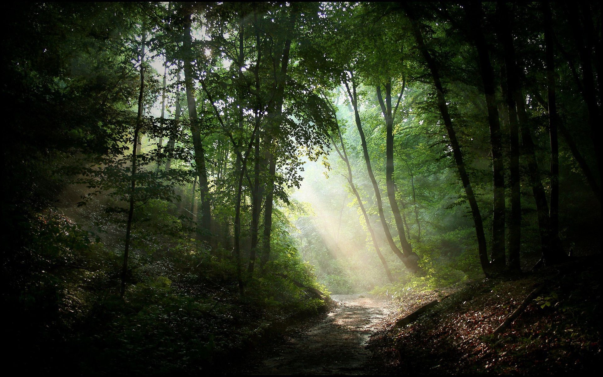 paesaggio legno paesaggio nebbia natura albero nebbia foglia parco sole alba luce bel tempo muschio ambiente autunno sunbim lussureggiante illuminato scenico