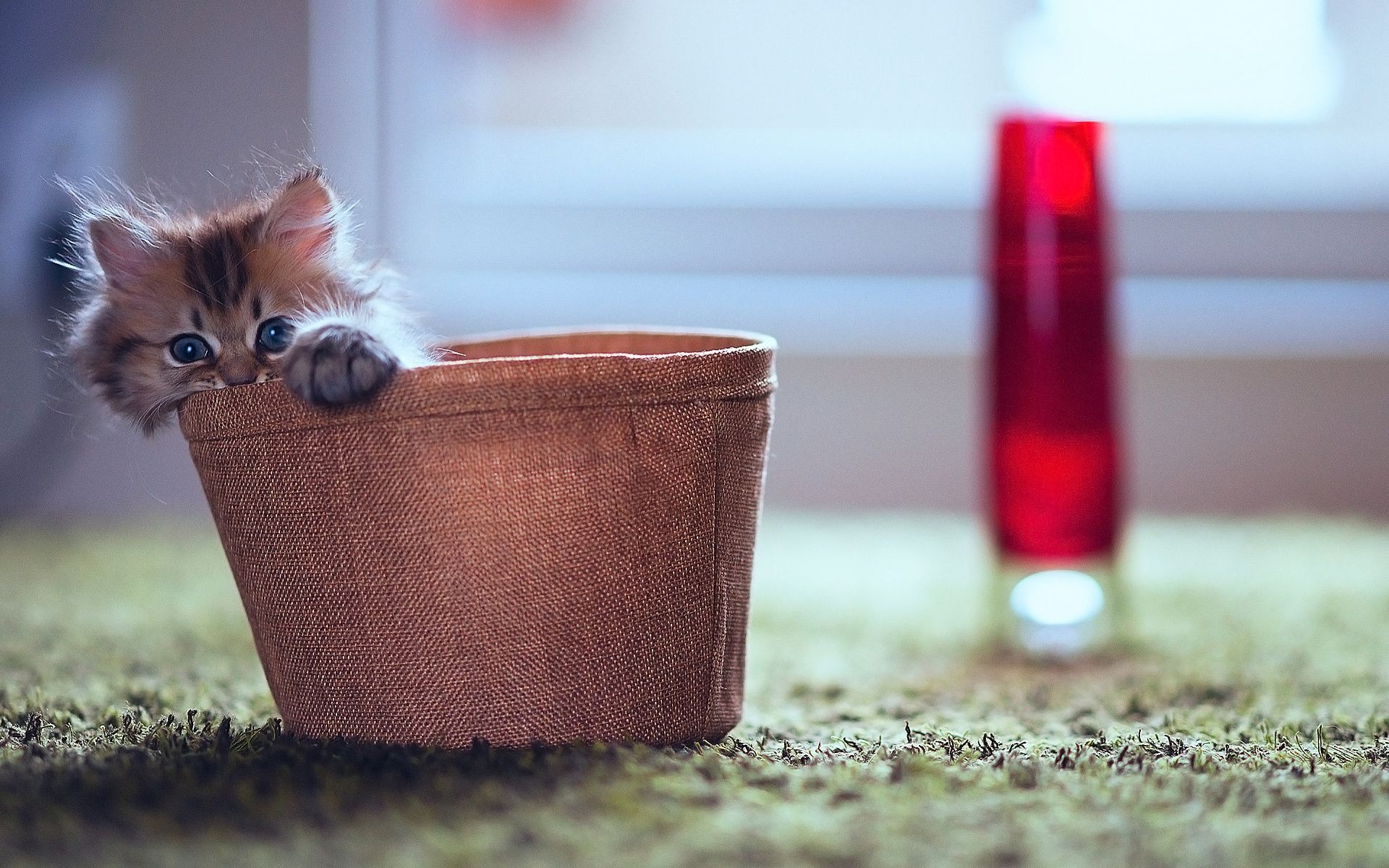 kediler kedi natürmort bulanıklık bir