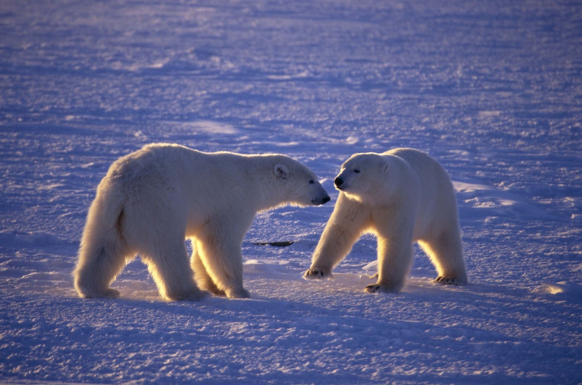 bears snow frosty winter mammal ice wildlife outdoors water cold two daylight side view