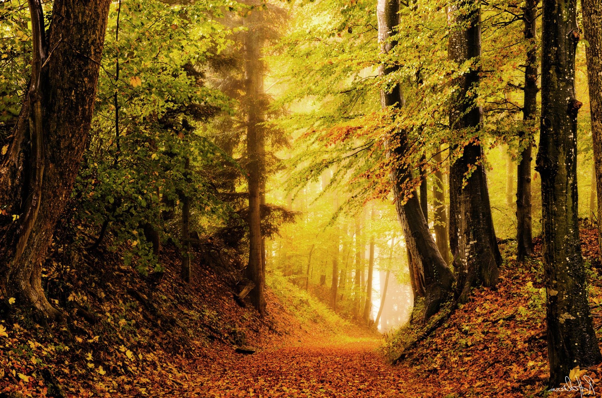 осень древесины осень лист дерево природа парк пейзаж руководство на открытом воздухе хорошую погоду дорога рассвет живописный свет туман пышные походу след солнце