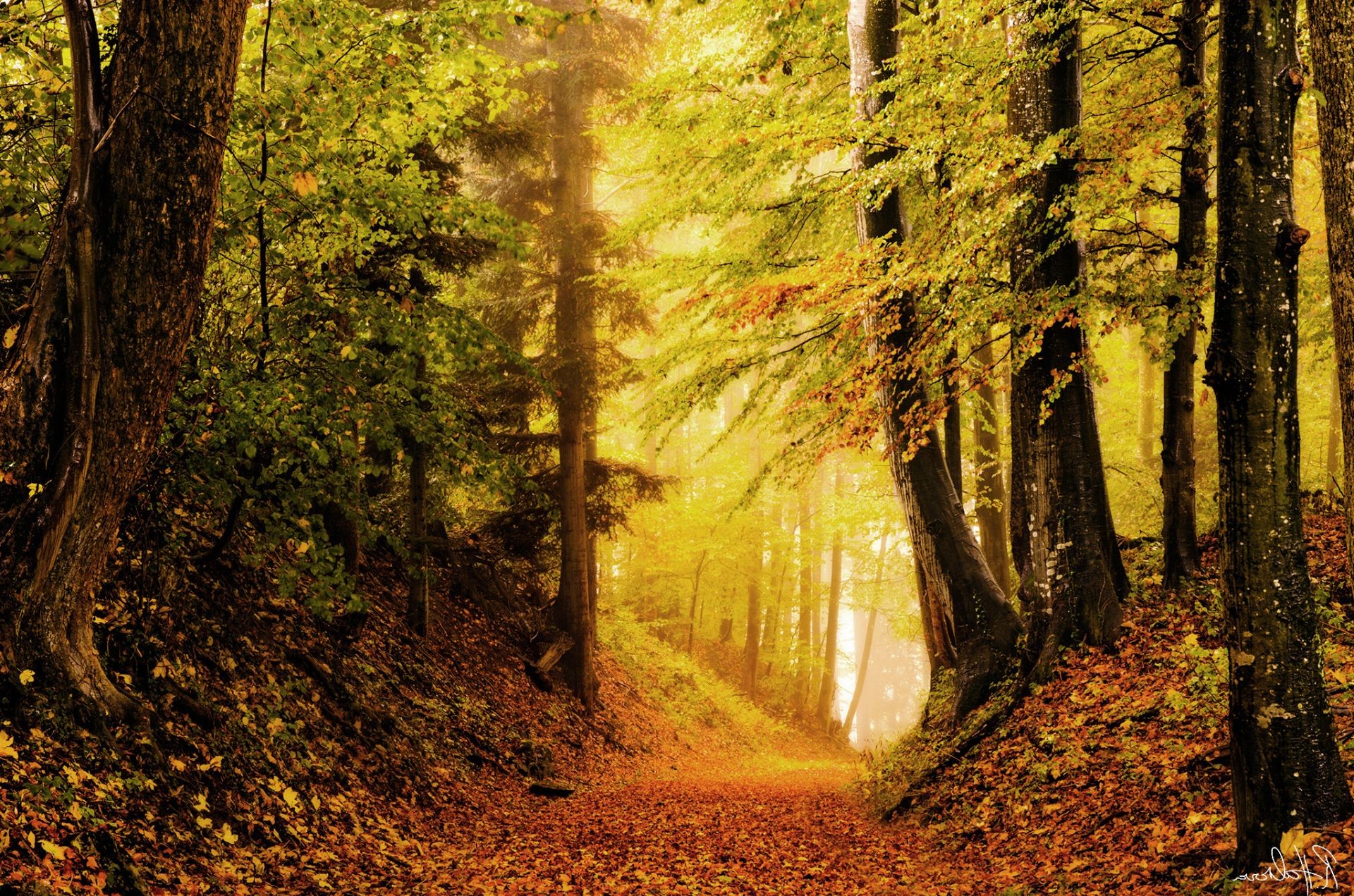 automne bois automne feuille arbre nature parc paysage guide à l extérieur beau temps route aube scénique lumière brouillard luxuriante randonnée sentier soleil