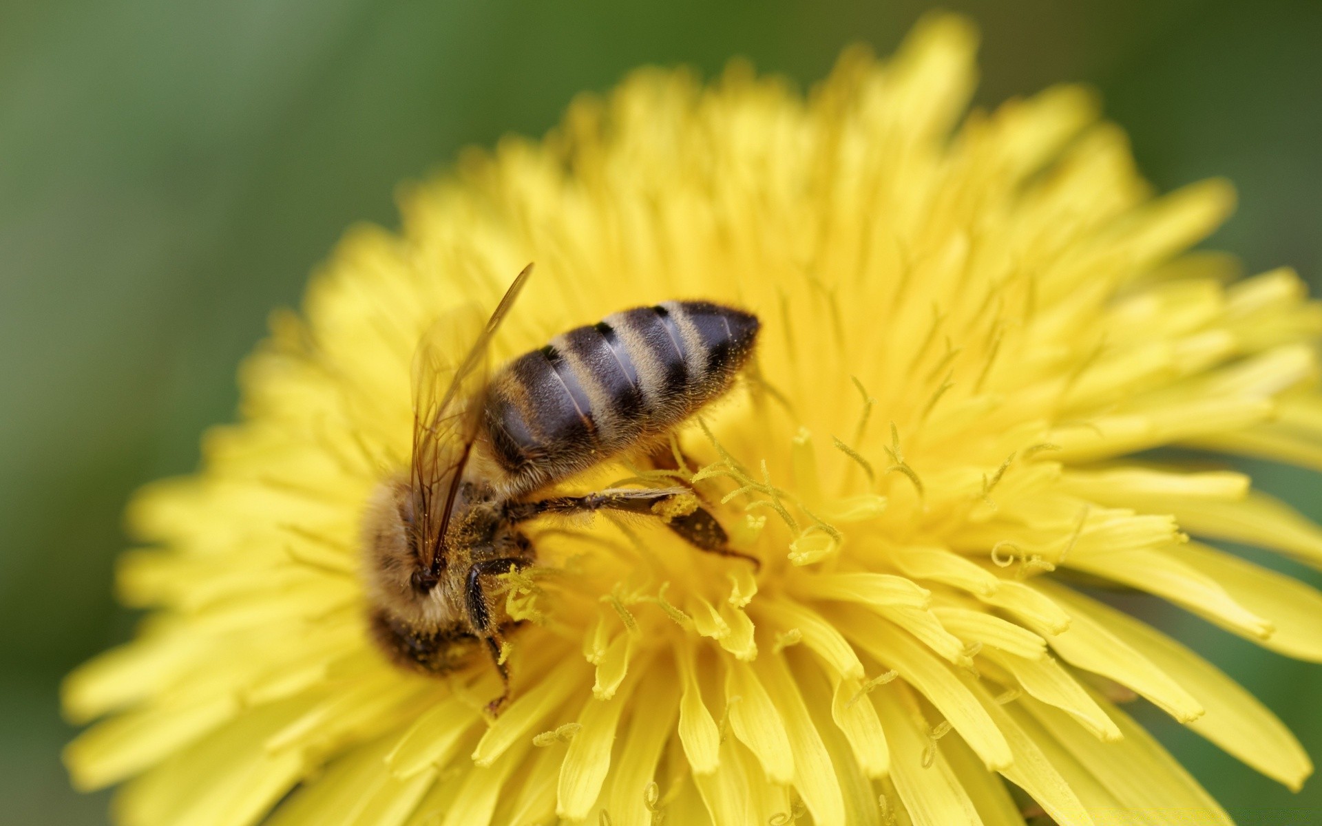 insetti natura ape insetto polline fiore miele estate dente di leone flora api all aperto impollinazione nettare giardino