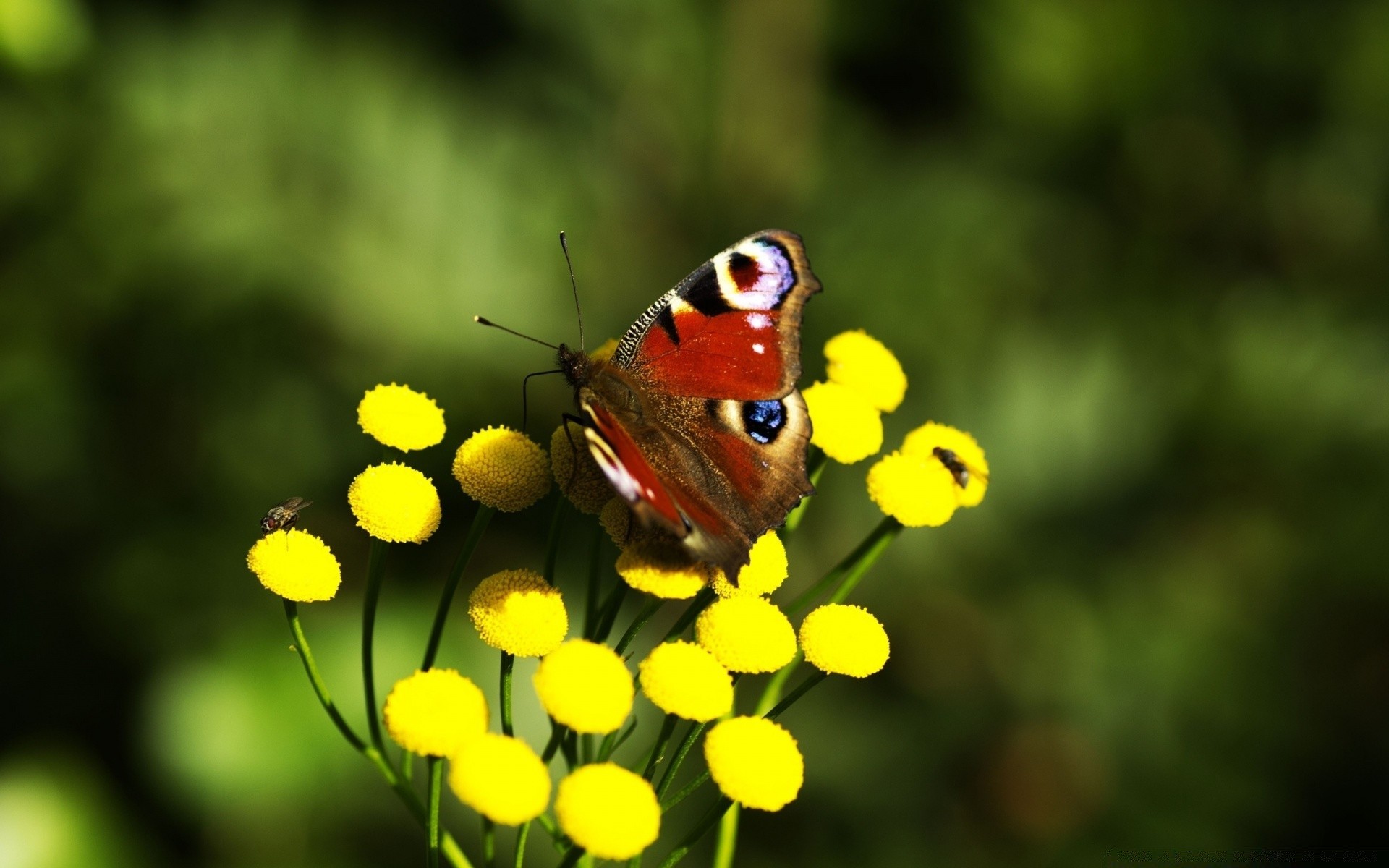 insects butterfly nature insect color bright wildlife wing animal summer close-up flower outdoors flora garden