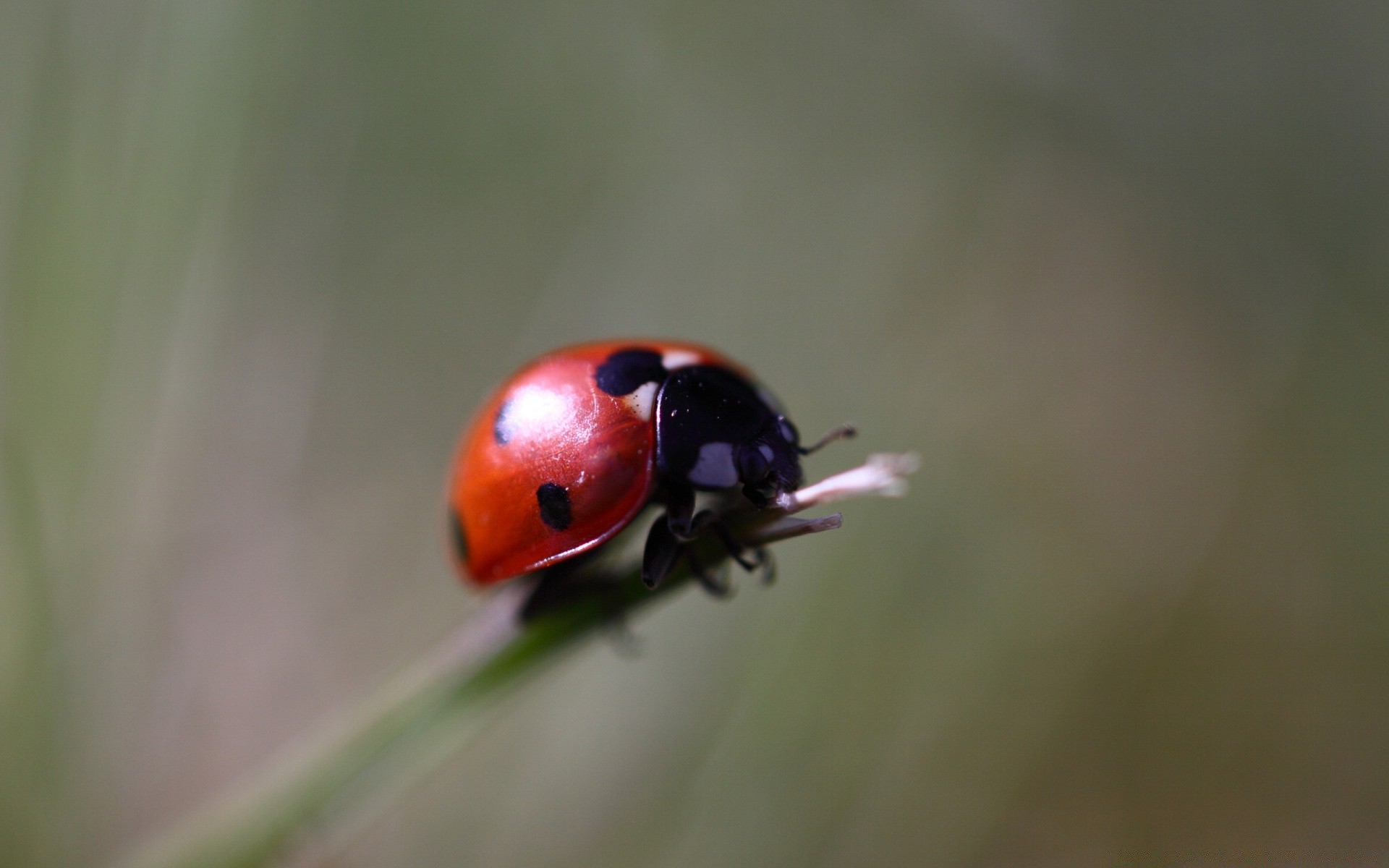 insects ladybug beetle insect tiny biology nature summer zoology outdoors grass wildlife leaf