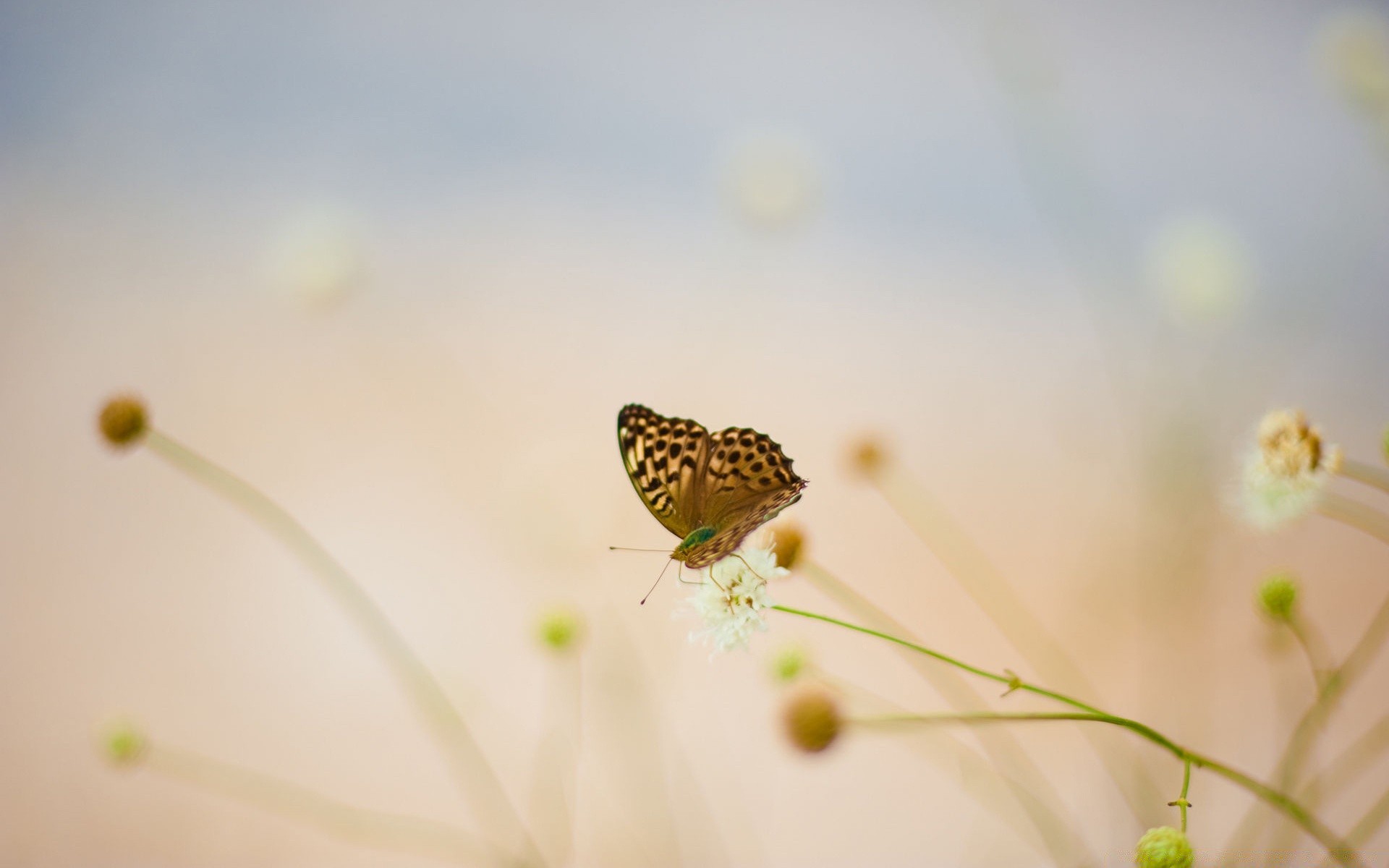 butterfly nature insect blur flower outdoors summer little fair weather leaf wildlife flora sun grass