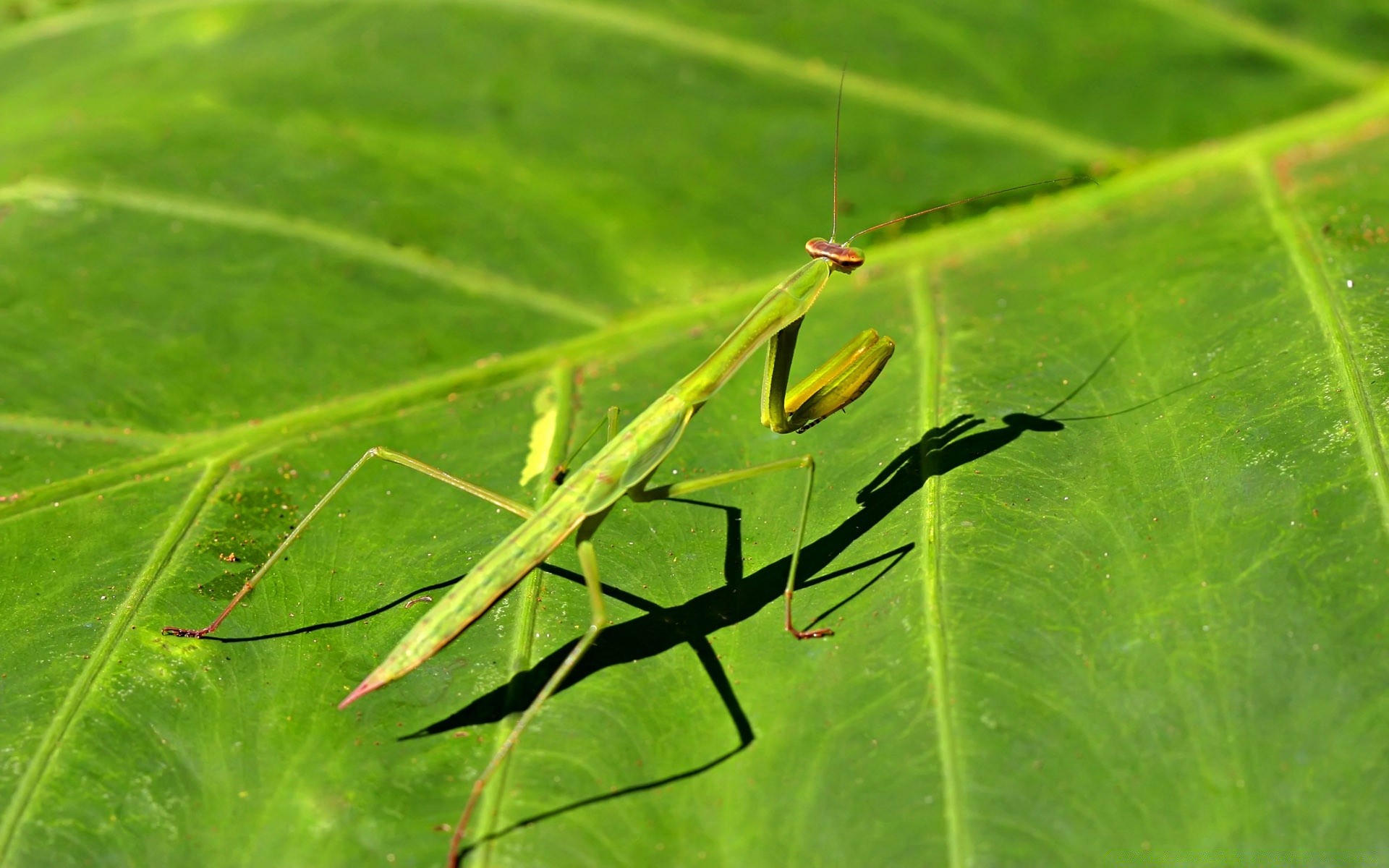 insetos folha inseto louva-a-deus natureza antena invertebrados vida selvagem gafanhoto flora animal ao ar livre crescimento selvagem jardim