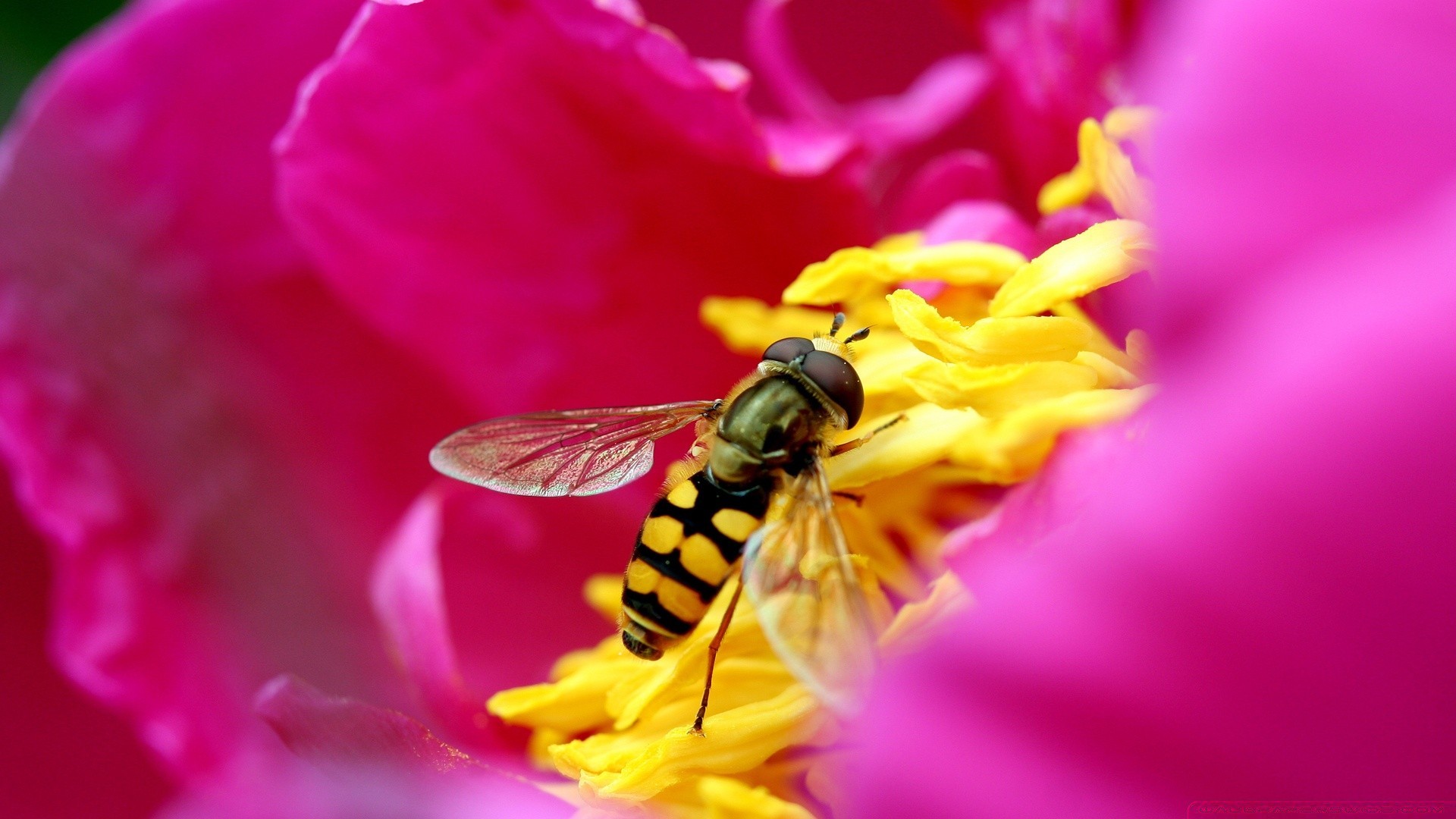 owady natura kwiat owad lato pyłek ogród kolor pszczoła flora zbliżenie jasny piękny płatek latać na zewnątrz dziki w pobliżu