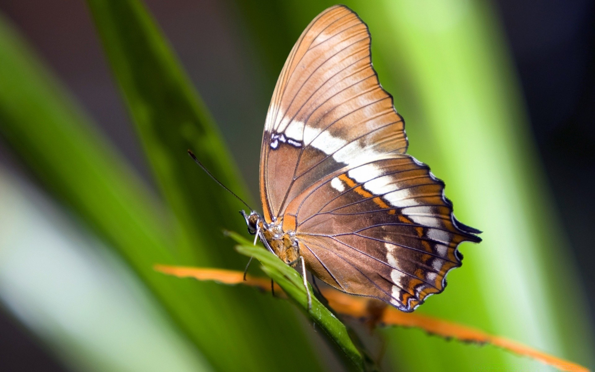 schmetterling insekt natur tierwelt wirbellose im freien sommer tier blatt flügel sanft