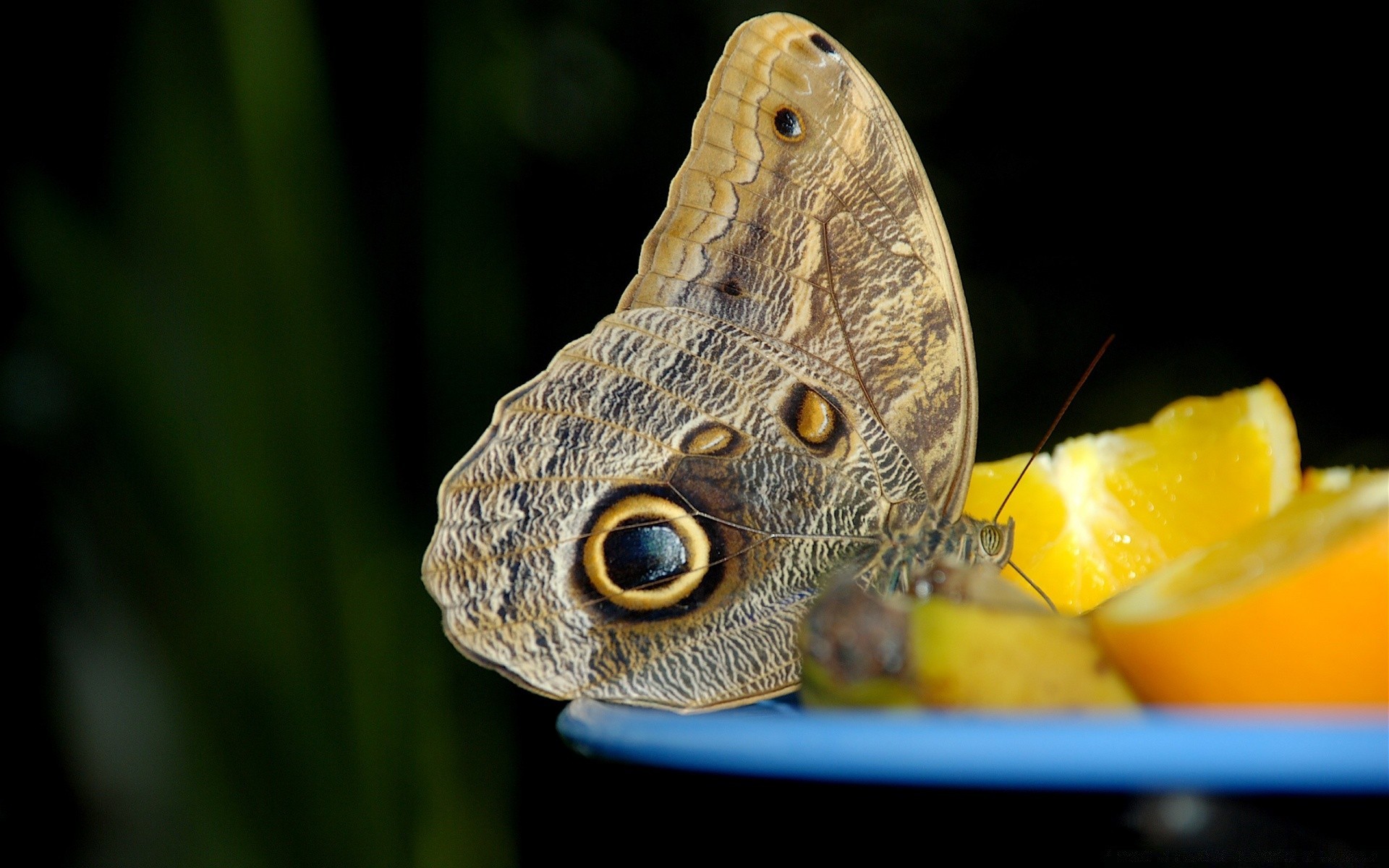 insectes la nature papillon animal la faune insecte à l extérieur tropical sauvage gros plan petit bureau unique couleur aile invertébré exotique jardin